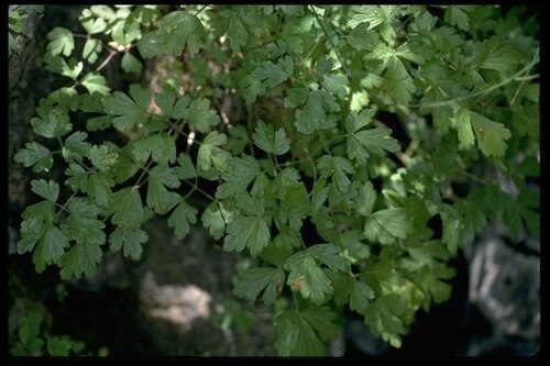 Van Houtte's columbine: https://calphotos.berkeley.edu/cgi/img_query?seq_num=18330&one=T . Licencia CC-BY-SA