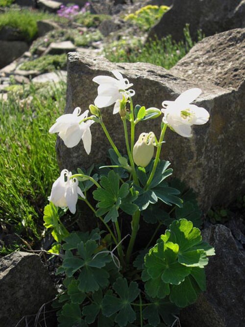 Fan columbine: Aquilegia flabellata 'Alba'
