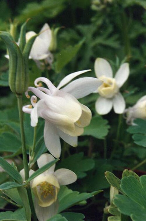 Fan columbine: Aquilegia flabellata 'Alba'