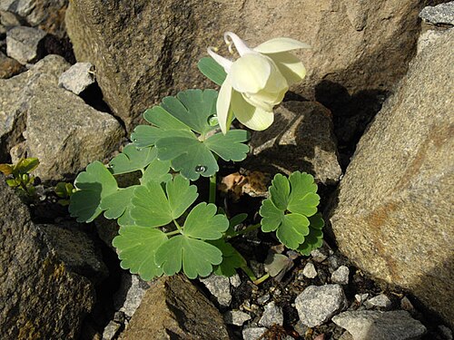 Fan columbine: Aquilegia flabellata 'Alba'