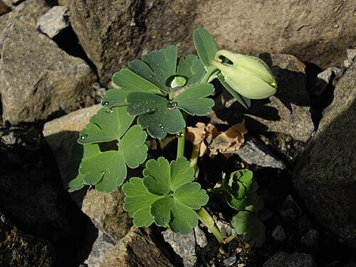 Fan columbine: Aquilegia flabellata 'Alba'