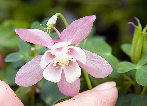 Fan columbine: Location taken: American Plant Food Company, 7405 River Road, Bethesda MD.. Names: Aquilegia flabellata 'Cameo Mix' , Cameo Pink Columbine, Cameo Series Blue an