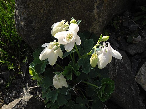 Fan columbine: Aquilegia flabellata 'Alba'