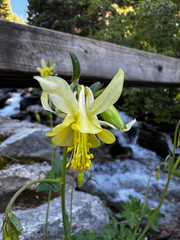 Yellow columbine (Aquilegia flavescens)