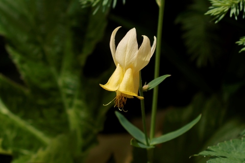 Yellow columbine (Aquilegia flavescens)
