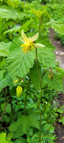 Yellow columbine (Aquilegia flavescens)