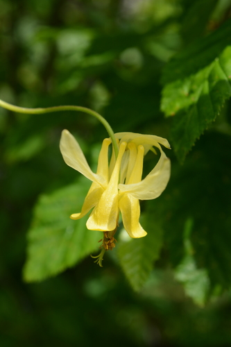Yellow columbine (Aquilegia flavescens)