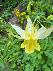 Yellow columbine (Aquilegia flavescens)