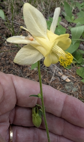 Yellow columbine (Aquilegia flavescens)