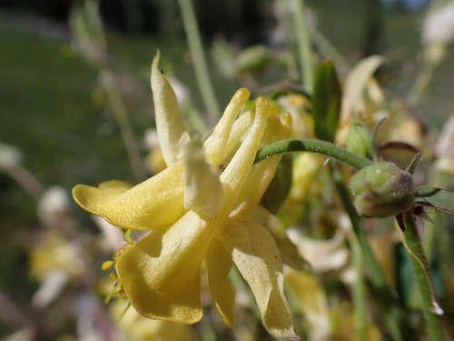 Yellow columbine (Aquilegia flavescens)