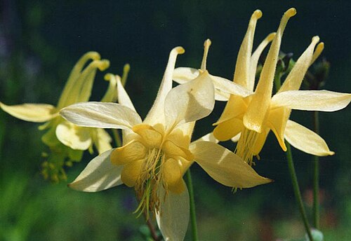 Yellow columbine: Aquilegia flavescens