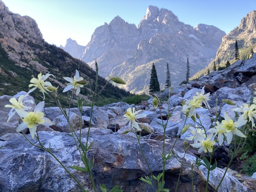 Yellow columbine (Aquilegia flavescens)