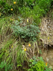 Aquilegia fosteri (Aquilegia fosteri)