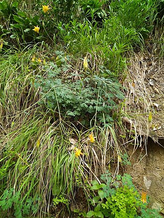Aquilegia fosteri: Aquilegia fosteri plants in Zion National Park, Utah