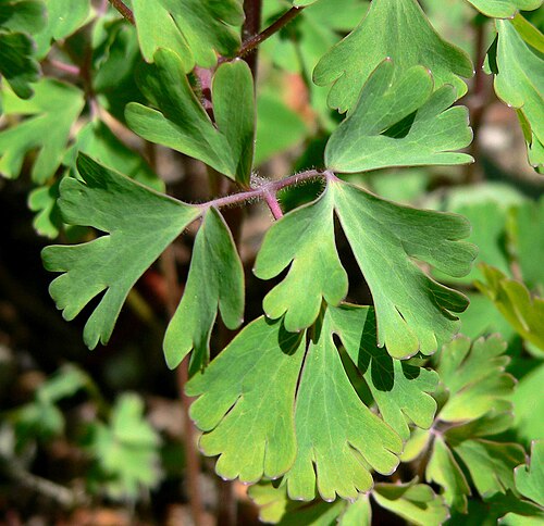 Aquilegia fragrans: Aquilegia fragrans at the University of California Botanical Garden , Berkeley, California