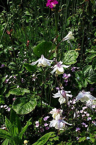 Aquilegia fragrans: Ranunculaceae, western Himalayas