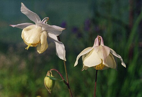 Aquilegia fragrans: Aquilegia fragrans