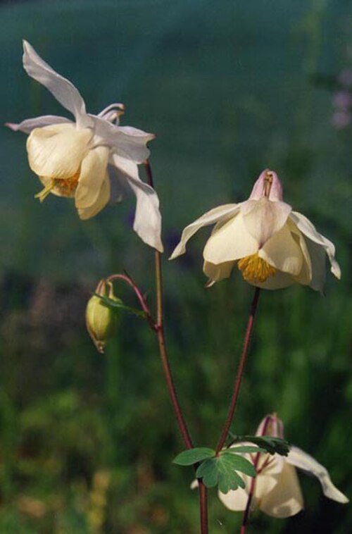 Aquilegia fragrans: Aquilegia fragrans