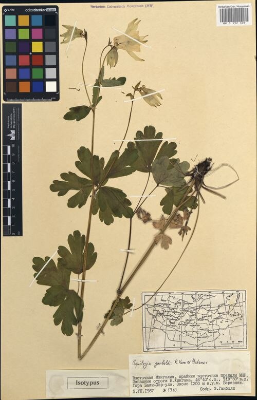 Aquilegia ganboldii: Type specimen of Aquilegia ganboldii in Moscow University Herbarium