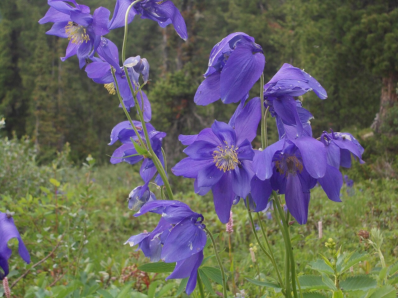 Aquilegia glandulosa: Flowering Aquilegia glandulosa