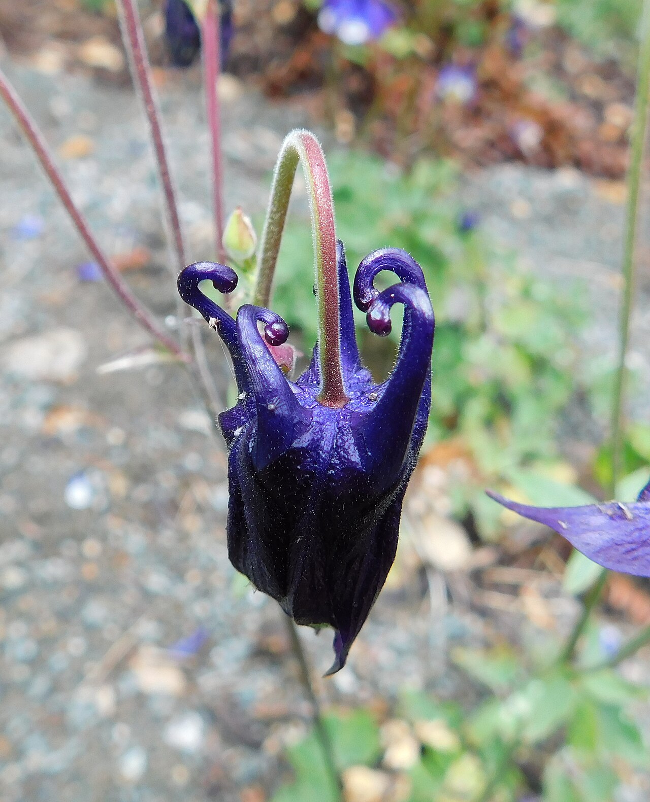 Aquilegia glandulosa: Petal spurs on a bud of Aquilegia glandulosa . At University of California Botanical Garden, Berkeley, California, USA. Identified by the garden signage.