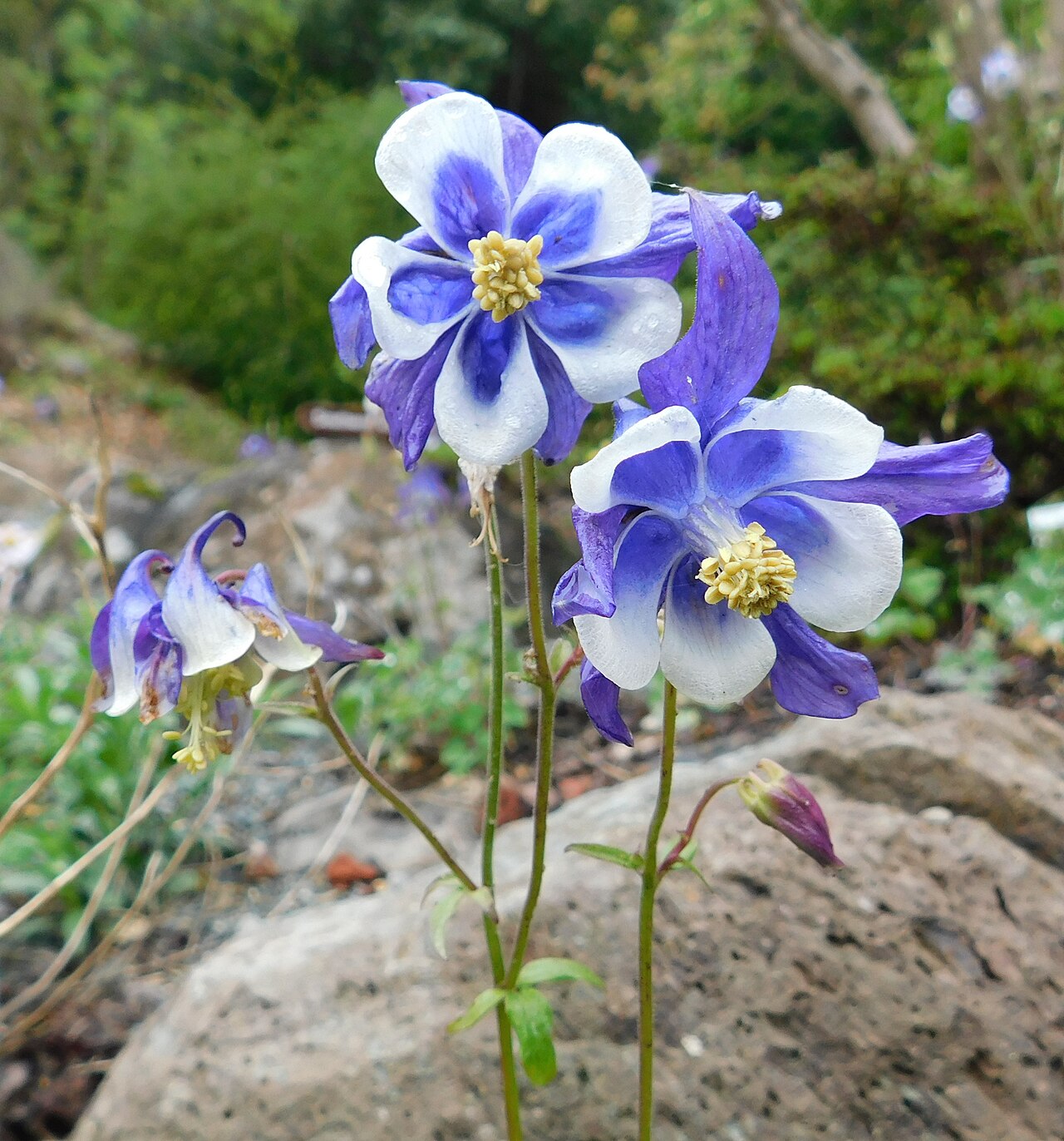 Aquilegia glandulosa: Aquilegia glandulosa at the University of California Botanical Garden, Berkeley, California, USA. Identified by the garden signage.