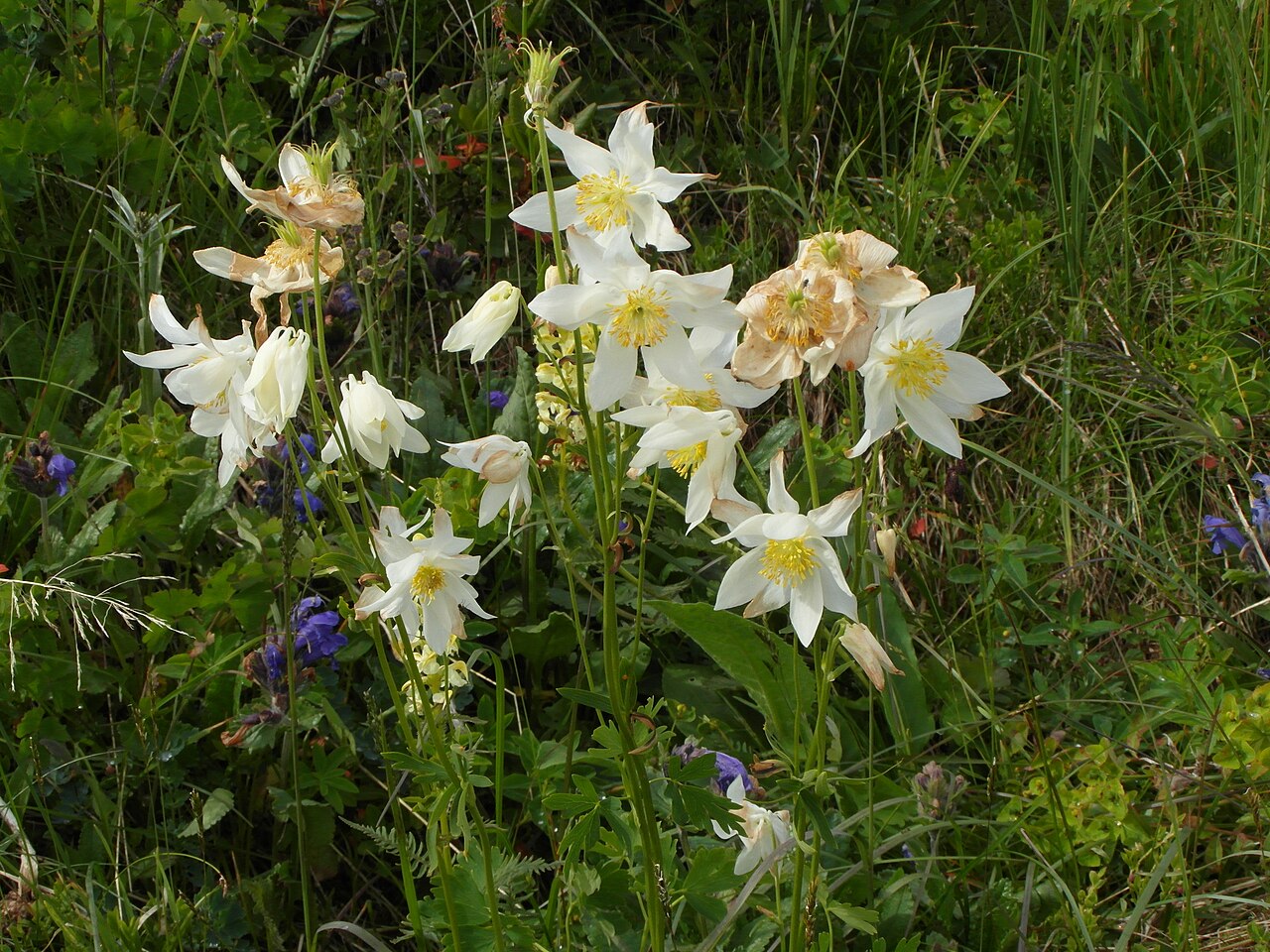 Aquilegia glandulosa: Flowering white Aquilegia glandulosa