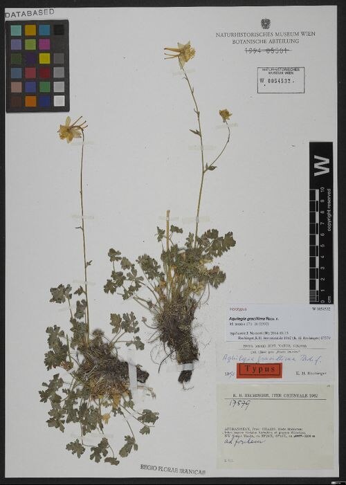 Aquilegia gracillima: The holotype of Aquilegia gracillima , collected on 2 July 1962 by Karl H. Rechinger near Ghazni, Afghanistan. The holotype is now part of the herbarium of the