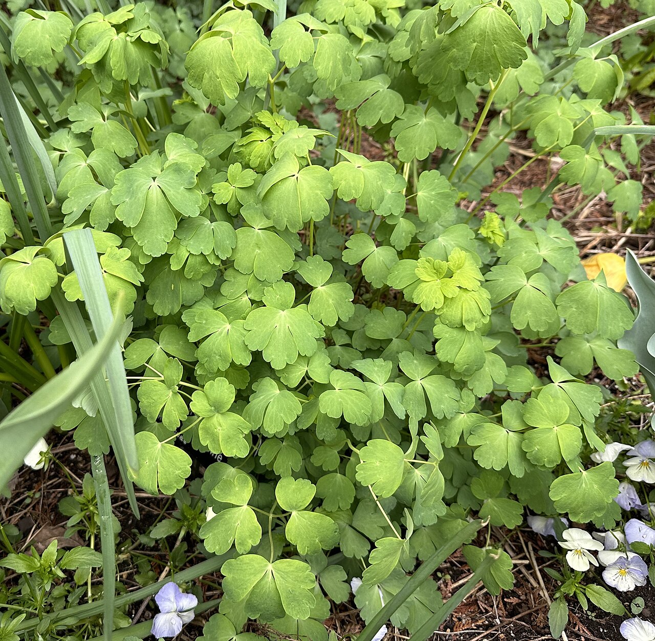 Aquilegia hinckleyana: An Aquilegia hinckleyana prior to bloom in the Mary Livingston Ripley Garden of the Smithsonian Museum in Washington, D.C. The A. hinckleyana plant is the one w