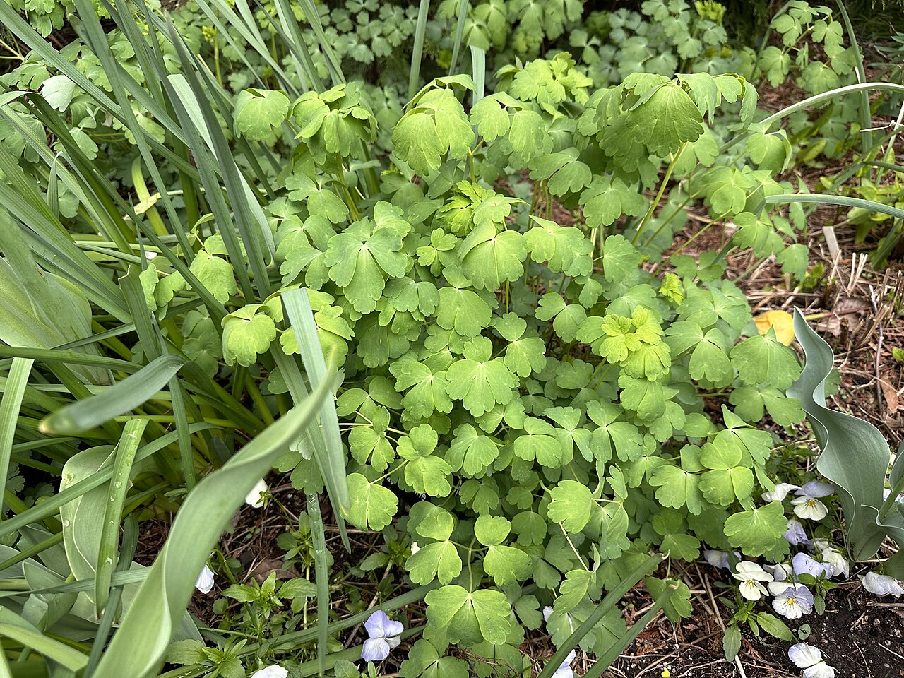 Aquilegia hinckleyana: An Aquilegia hinckleyana prior to bloom in the Mary Livingston Ripley Garden of the Smithsonian Museum in Washington, D.C. The A. hinckleyana plant is the one w