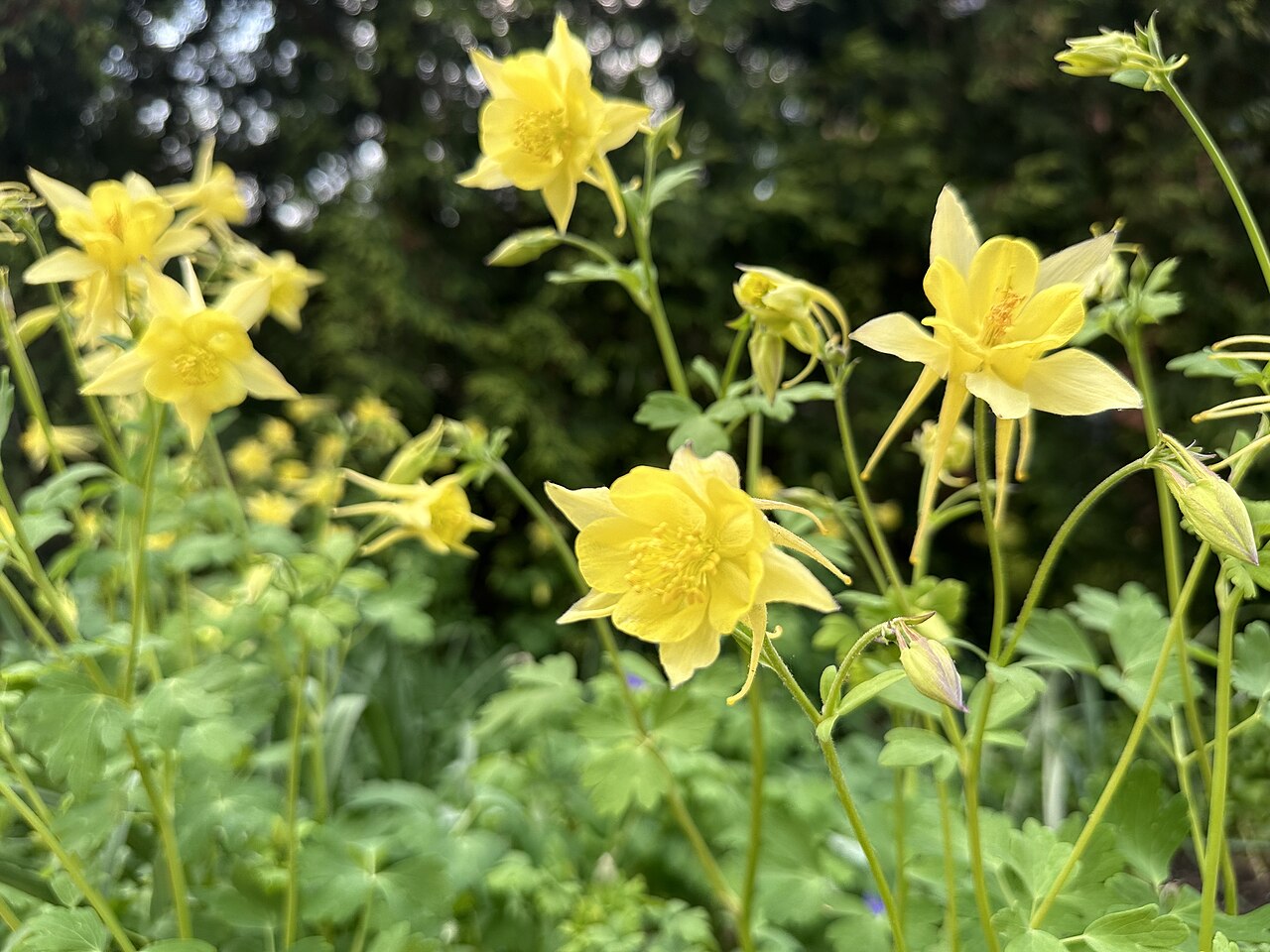 Aquilegia hinckleyana: These recently bloomed Aquilegia hinckleyana are presumably the 'Texas Gold' cultivar.