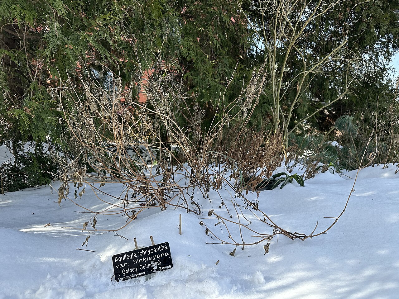 Aquilegia hinckleyana: An Aquilegia hinkleyana plant in winter. Its seed pods have been removed.