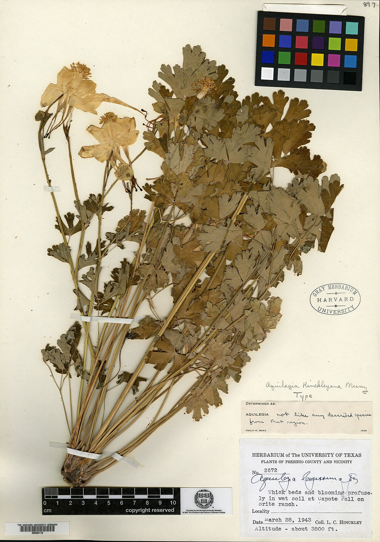 Aquilegia hinckleyana: Holotype of the species Aquilegia hinckleyana , collected on March 28, 1943, by L. C. Hinckley at Capote Falls on the Brite Ranch in Presidio County, Texas. Rig