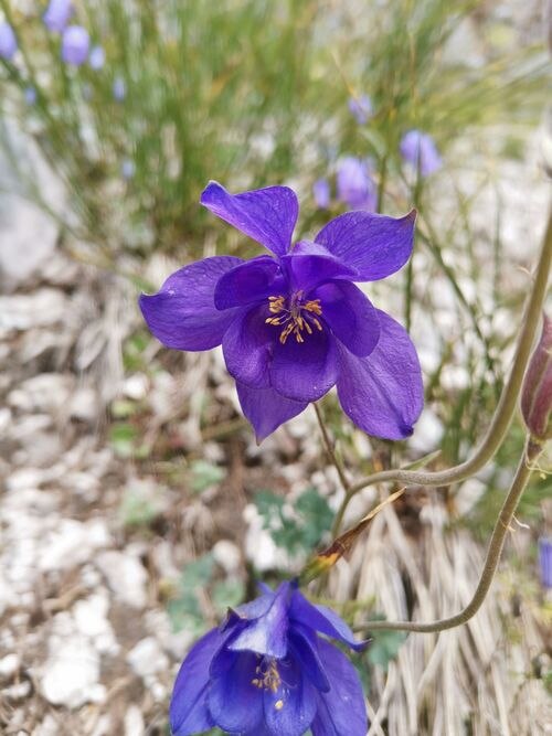 Aquilegia iulia: Close-up of the flower of Aquilegia iulia