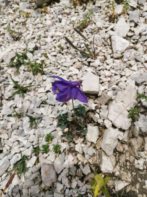 Aquilegia iulia: Aquilegia iulia growing in scree