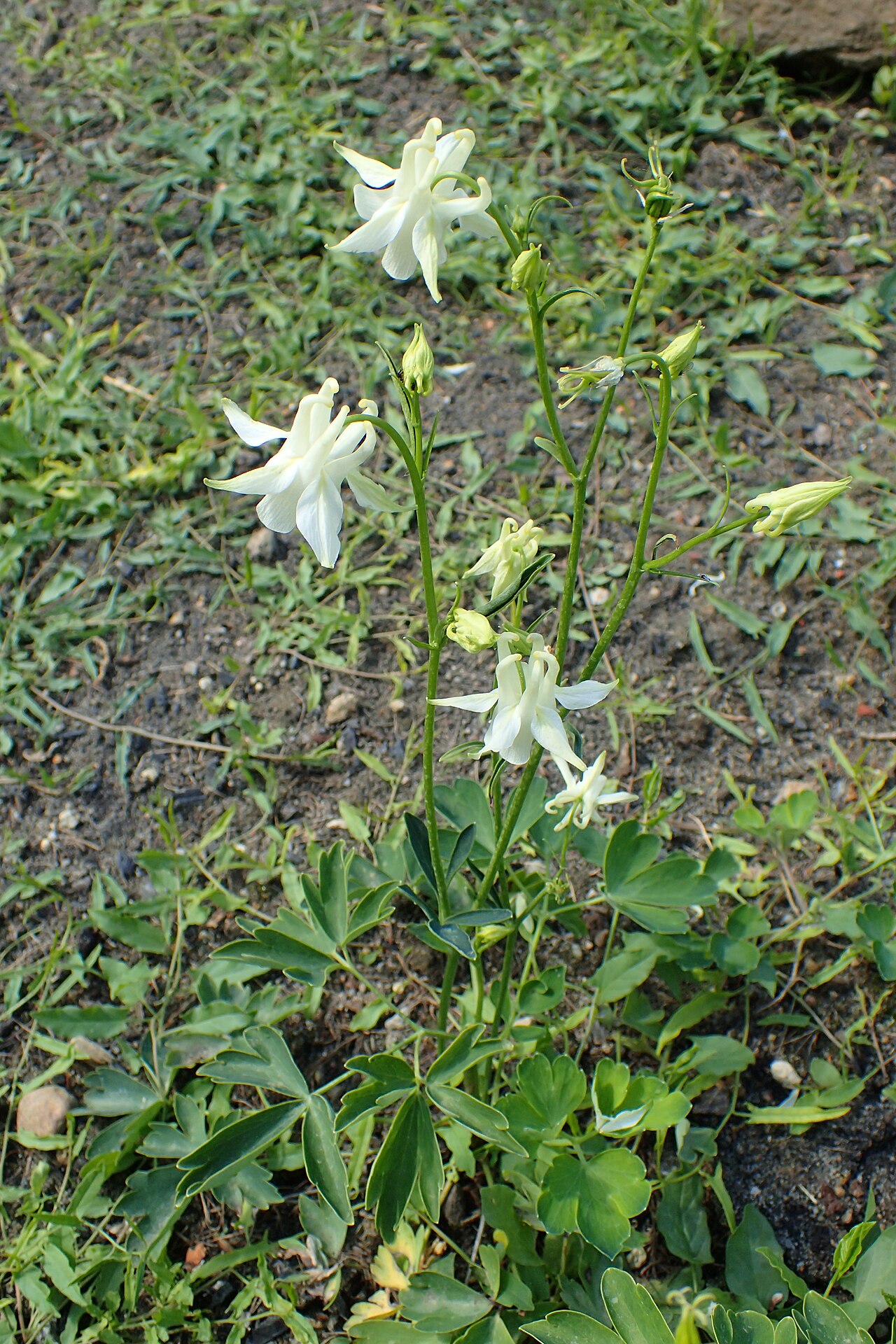 Aquilegia kubanica: Aquilegia kubanica in the Botanischer Garten, Berlin-Dahlem