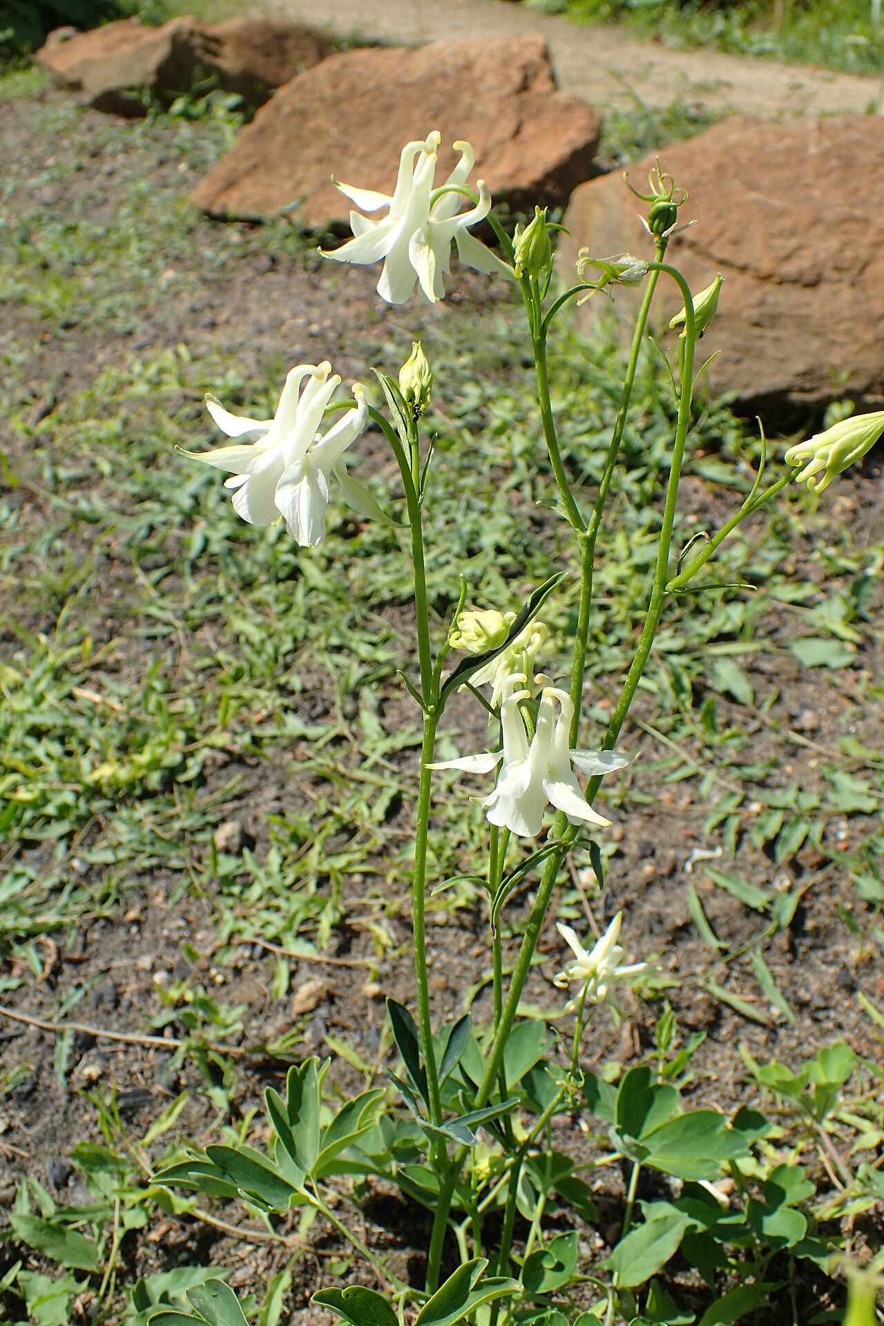 Aquilegia kubanica: Aquilegia kubanica in the Botanischer Garten, Berlin-Dahlem