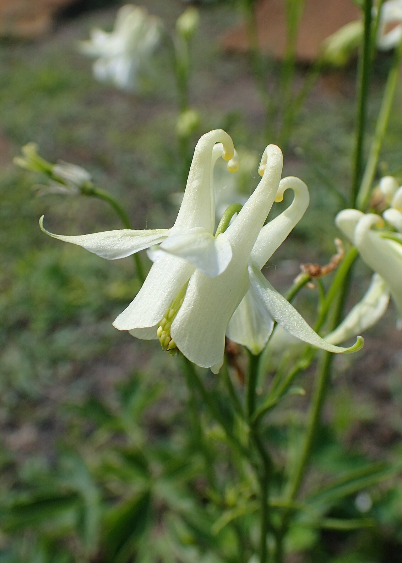 Aquilegia kubanica: Aquilegia kubanica in the Botanischer Garten, Berlin-Dahlem