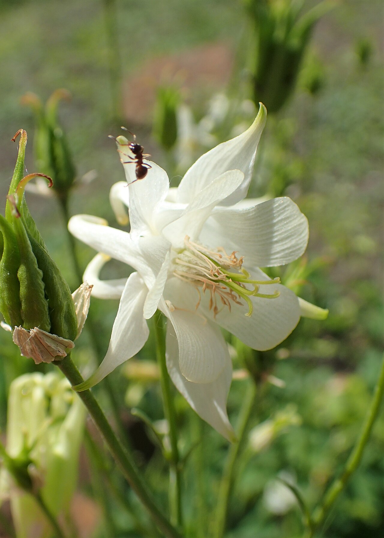 Aquilegia kubanica: Aquilegia kubanica in the Botanischer Garten, Berlin-Dahlem