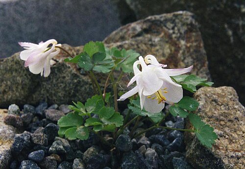 Laramie columbine: Aquilegia laramiensis