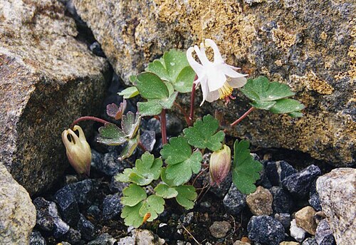 Laramie columbine: Aquilegia laramiensis
