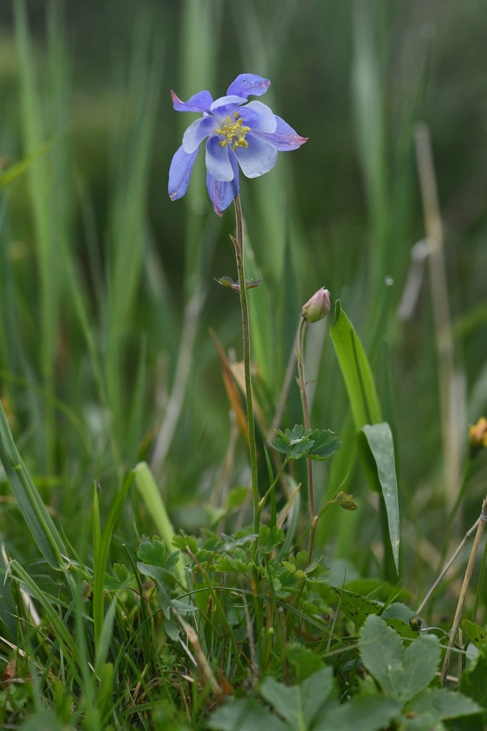 Aquilegia litardierei (Aquilegia litardierei)