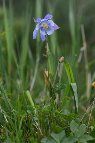 Aquilegia litardierei (Aquilegia litardierei)