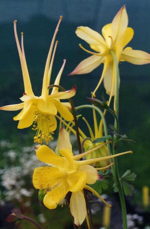 Longspur columbine: Aquilegia longissima