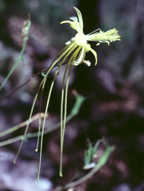 Longspur columbine: Aquilegia longissima in Big Bend National Park