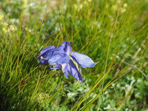 Aquilegia lucensis (Aquilegia lucensis)