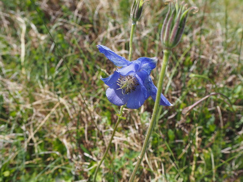 Aquilegia lucensis (Aquilegia lucensis)