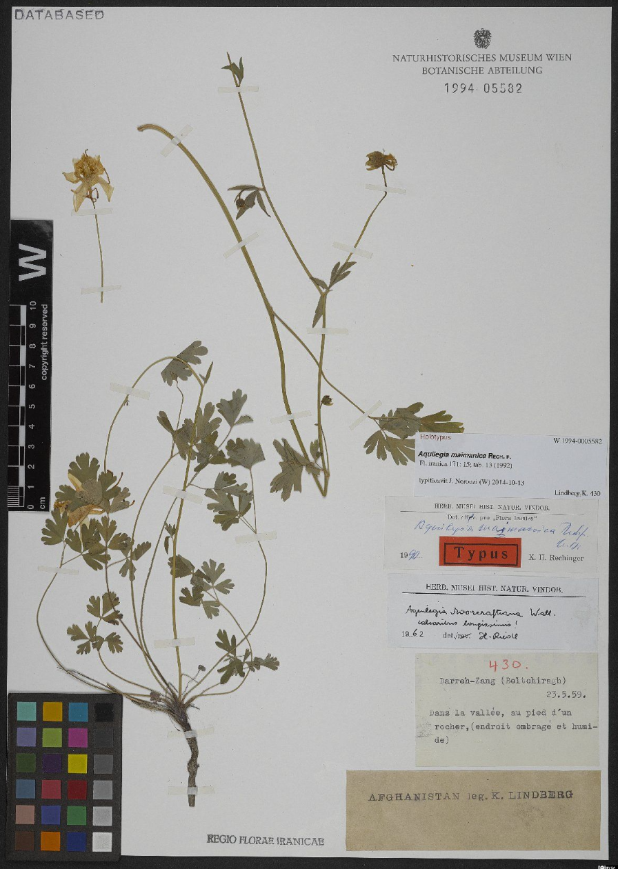 Aquilegia maimanica: The holotype of Aquilegia maimanica , collected by Karl Heinz Rechinger on 23 May 1959 in Afghanistan. Now in the collection of the Natural History Museum, Vien