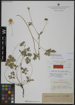 Aquilegia maimanica: The holotype of Aquilegia maimanica , collected by Karl Heinz Rechinger on 23 May 1959 in Afghanistan. Now in the collection of the Natural History Museum, Vien