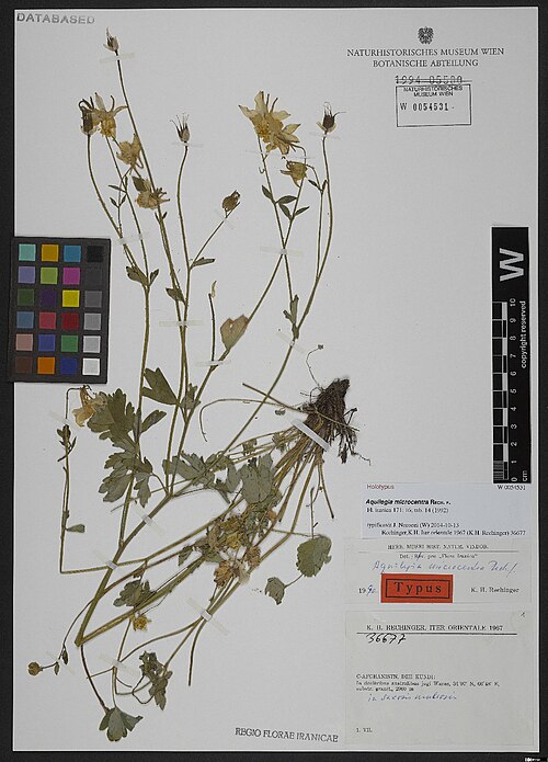 Aquilegia microcentra: The holotype of Aquilegia microcentra , collected by Karl Heinz Rechinger on 1 July 1967 in Afghanistan. The specimen is stored at Natural History Museum, Vienn